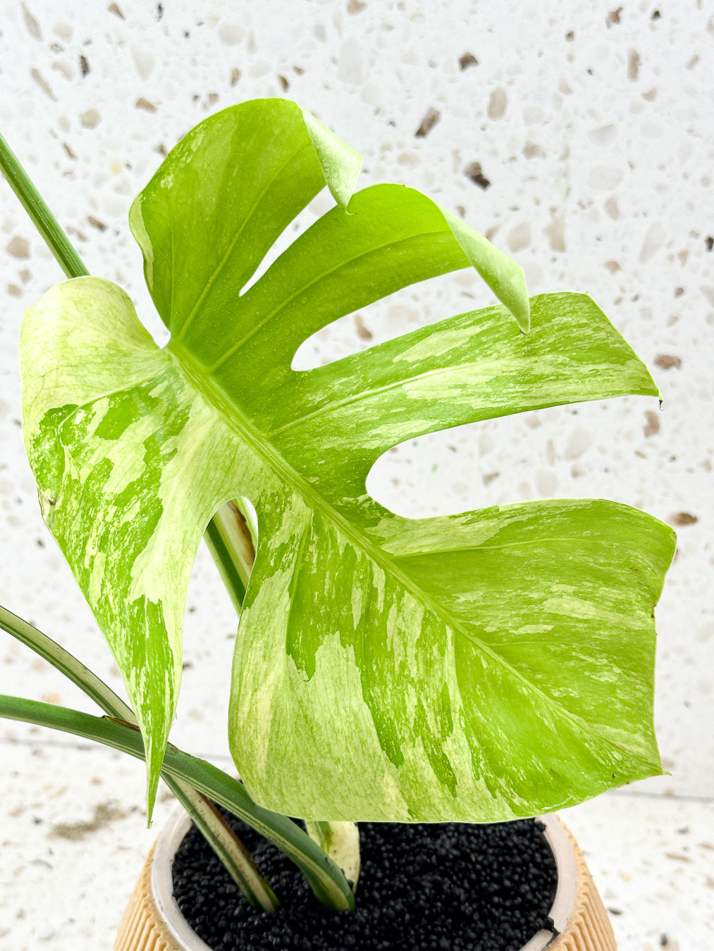 Monstera Mint Variegated FREE EXPRESS SHIPPING