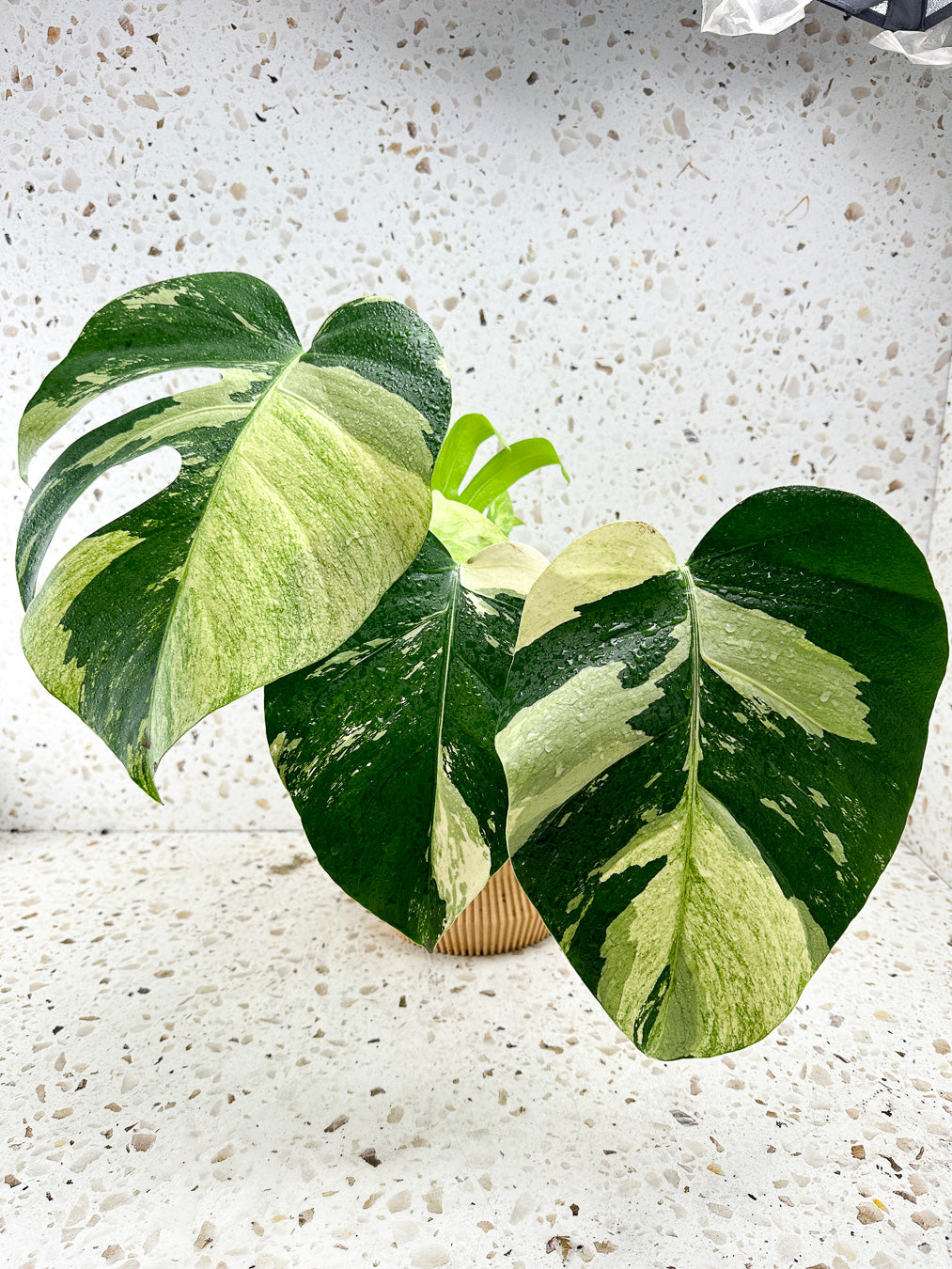 Monstera Mint Variegated FREE EXPRESS SHIPPING