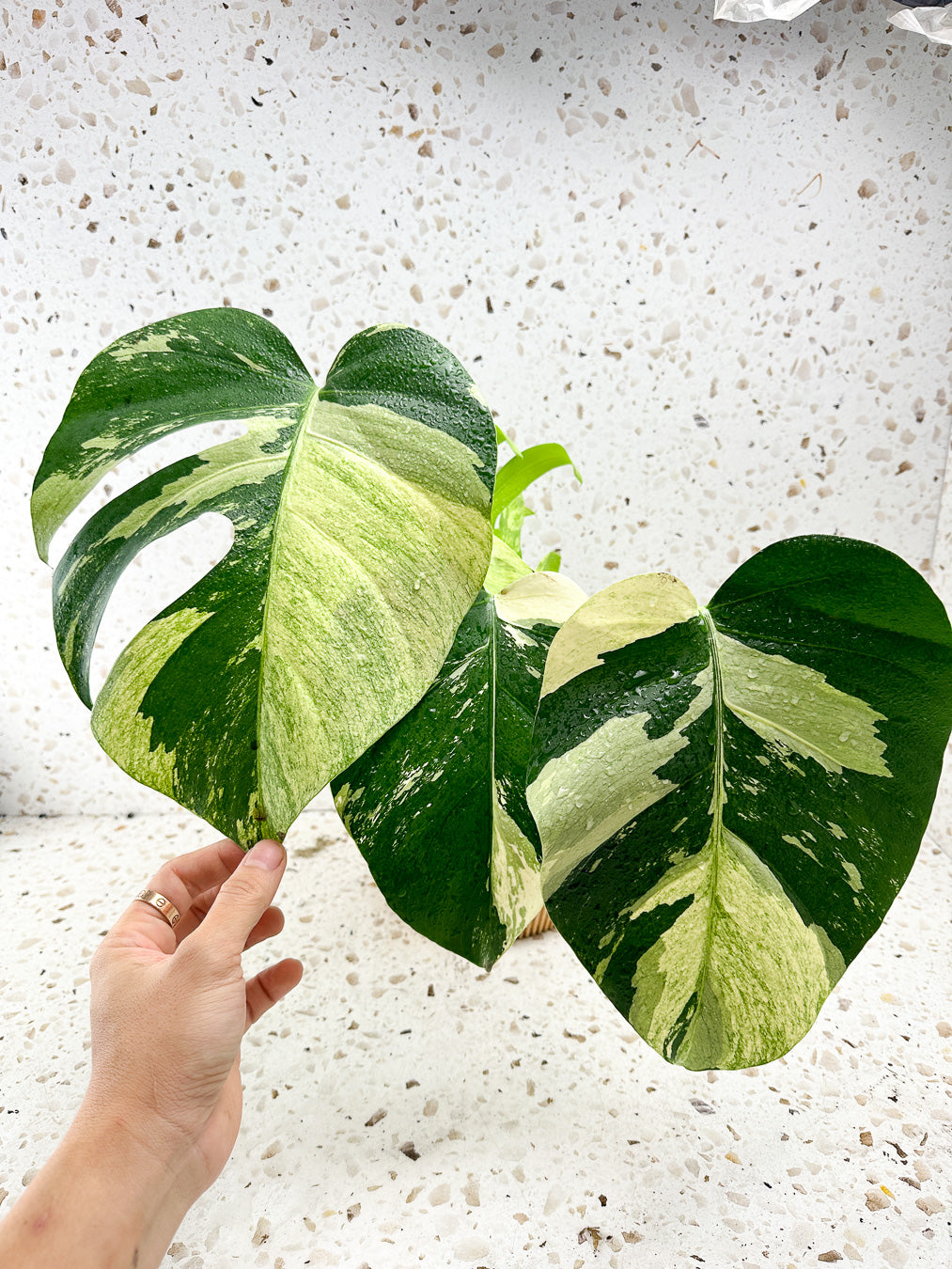 Monstera Mint Variegated FREE EXPRESS SHIPPING