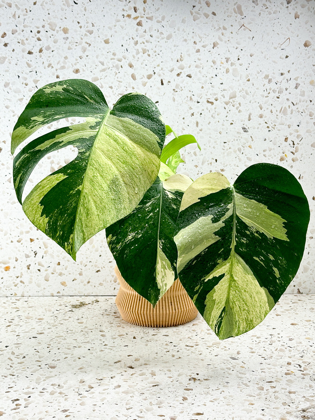 Monstera Mint Variegated FREE EXPRESS SHIPPING