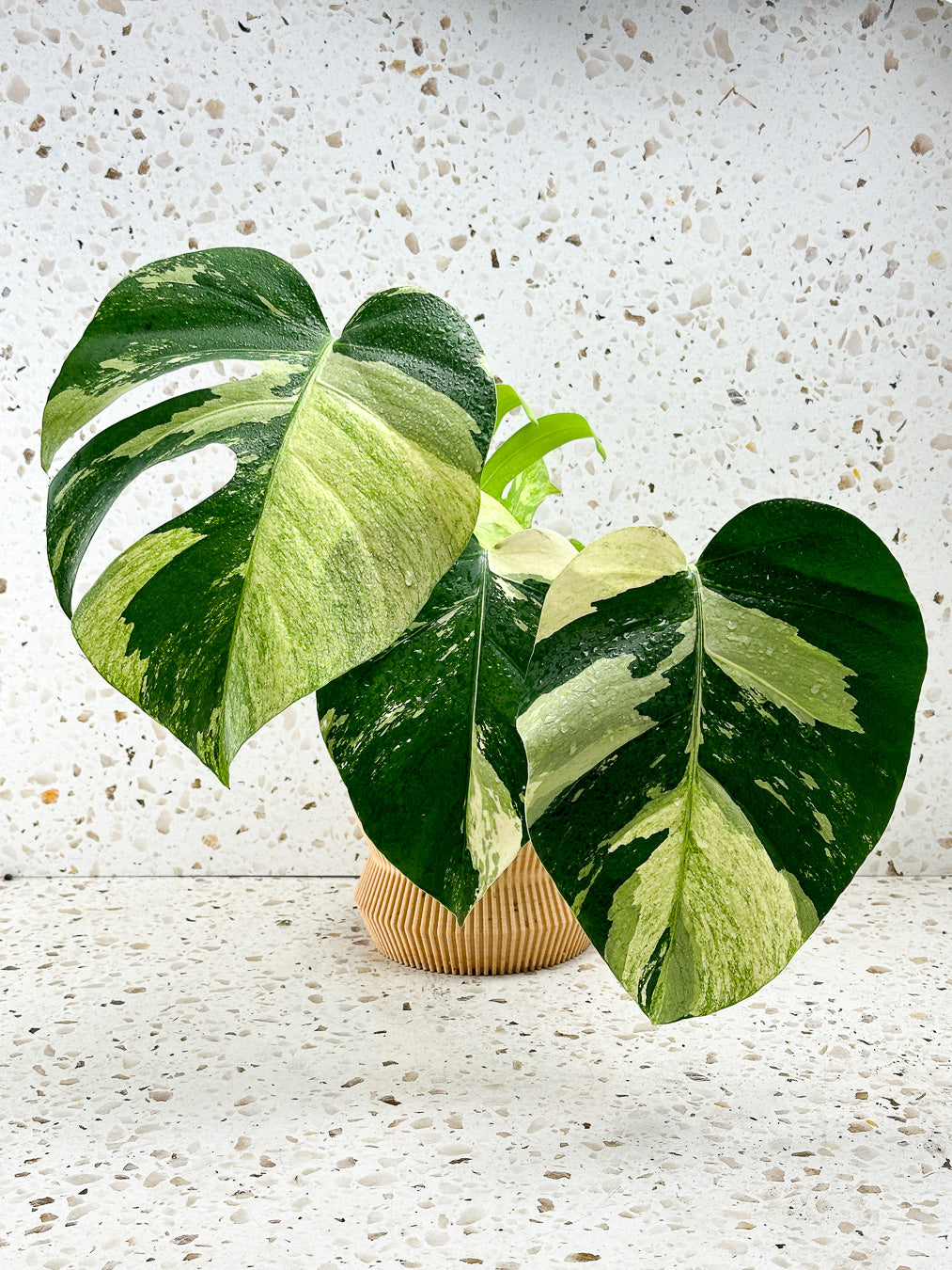 Monstera Mint Variegated FREE EXPRESS SHIPPING