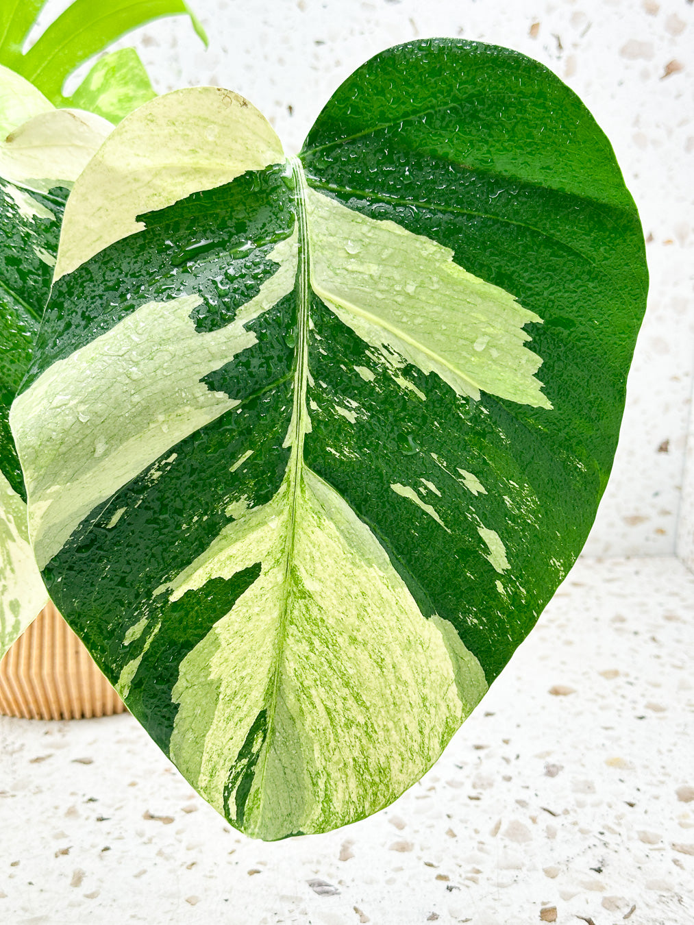 Monstera Mint Variegated FREE EXPRESS SHIPPING