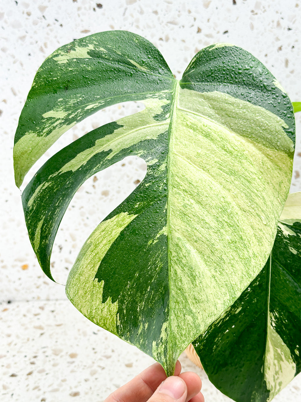 Monstera Mint Variegated FREE EXPRESS SHIPPING