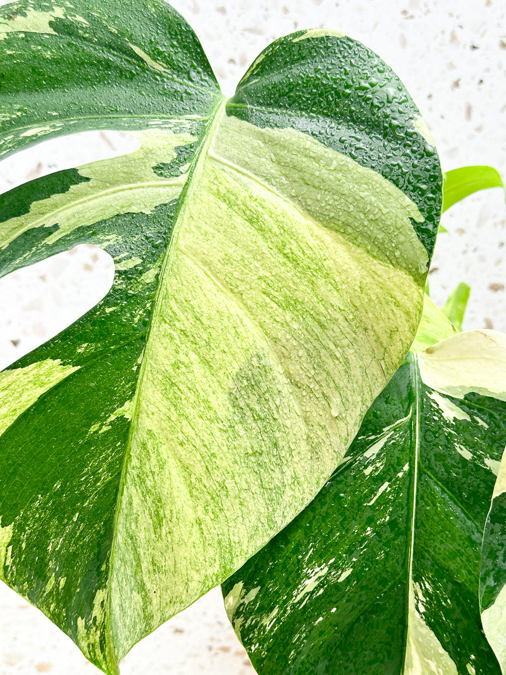 Monstera Mint Variegated FREE EXPRESS SHIPPING