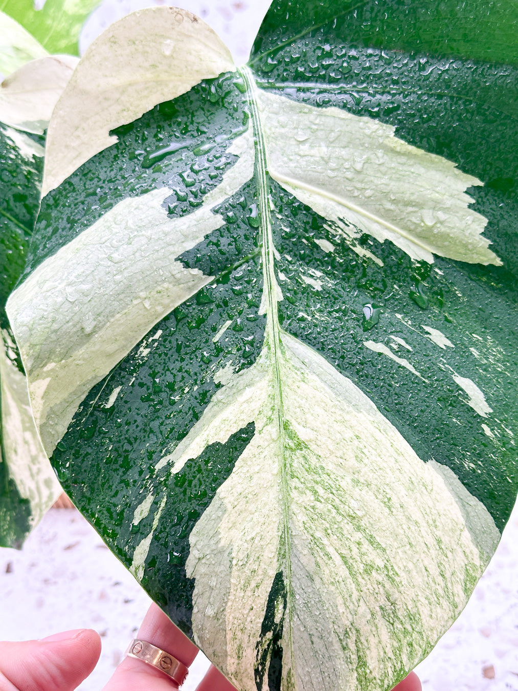 Monstera Mint Variegated FREE EXPRESS SHIPPING