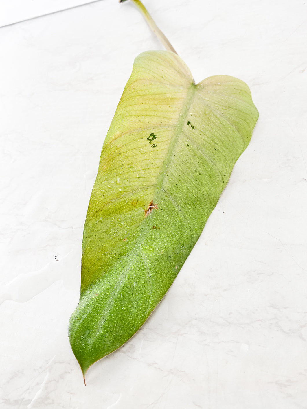 Philodendron Whipple Way 1 leaf