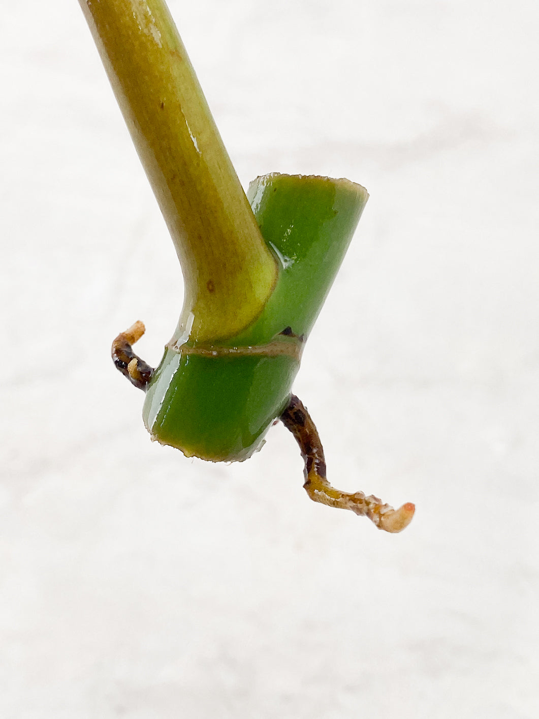 Philodendron Whipple Way 1 leaf