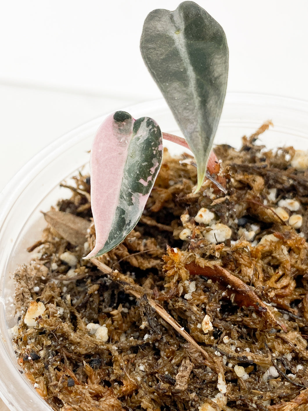 Alocasia Bambino Pink Variegated 2 leaves