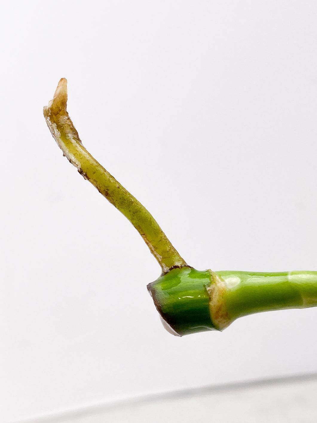 Monstera Aurea Tricolor node