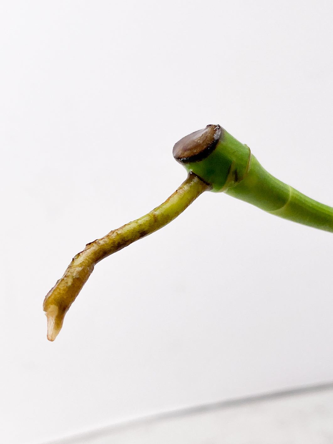 Monstera Aurea Tricolor node