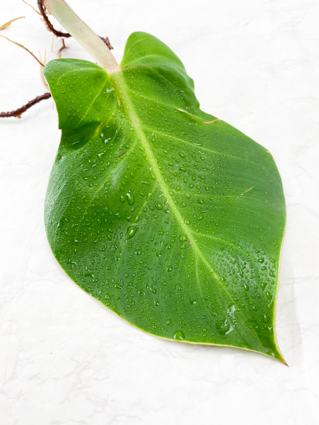Philodendron Red Moon 1 leaf