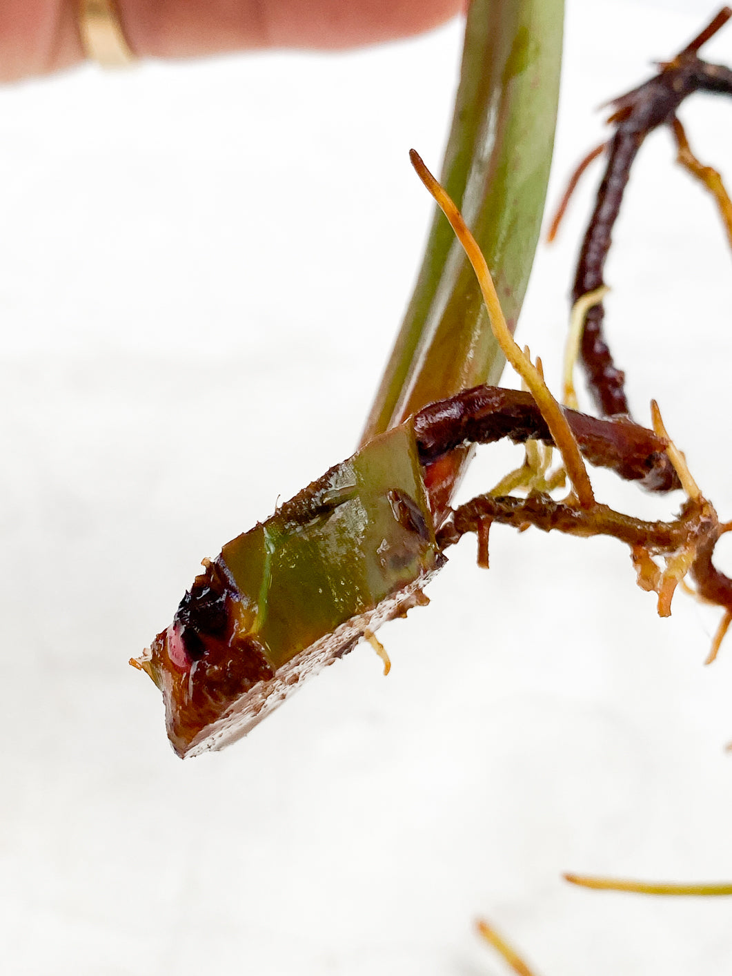 Philodendron Red Moon 1 leaf