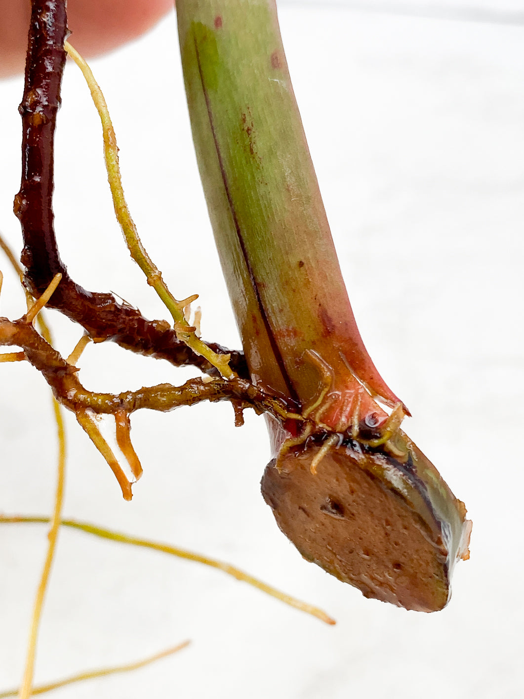 Philodendron Red Moon 1 leaf
