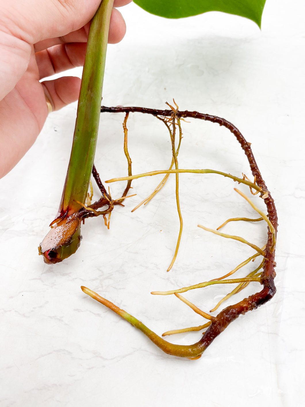 Philodendron Red Moon 1 leaf