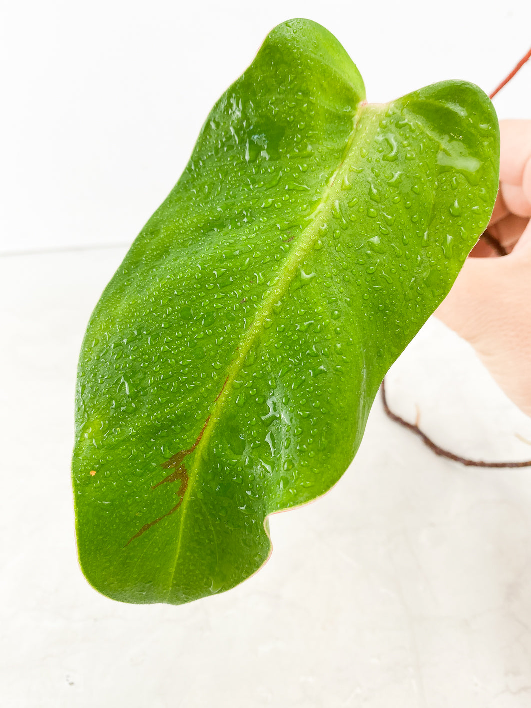 Philodendron Red Moon 1 leaf