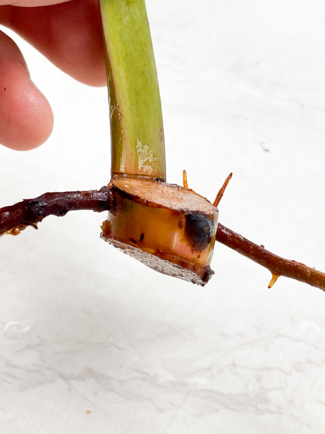 Philodendron Red Moon 1 leaf