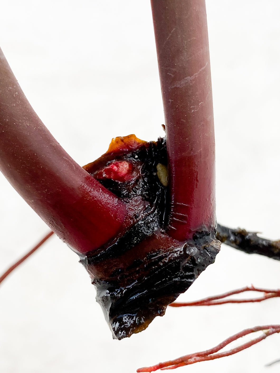 Philodendron Fire Bird 2 nodes 1 small sprout