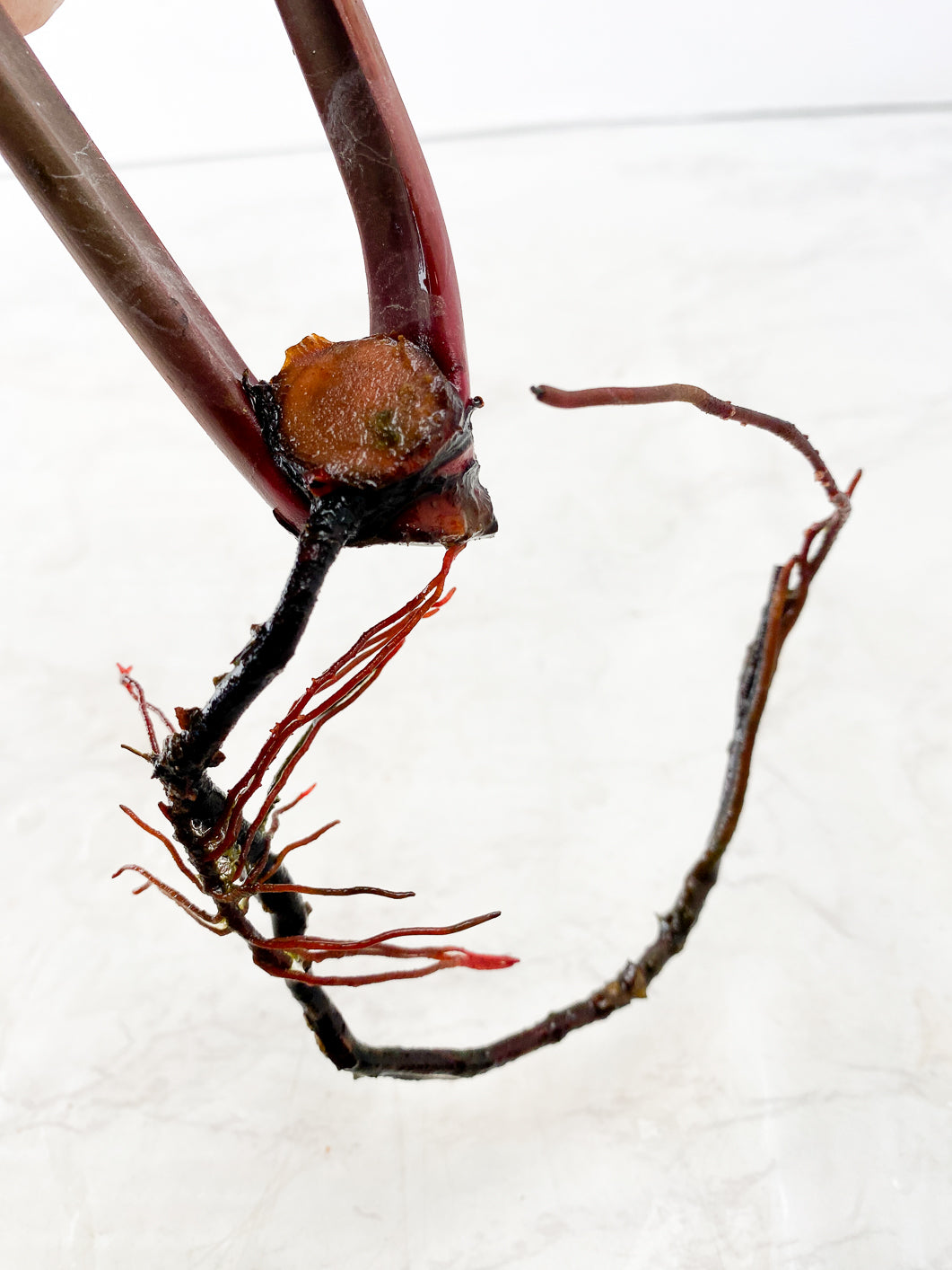 Philodendron Fire Bird 2 nodes 1 small sprout