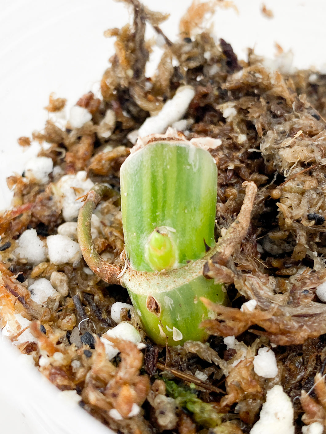 Philodendron Domesticum Variegated Node 1 sprout