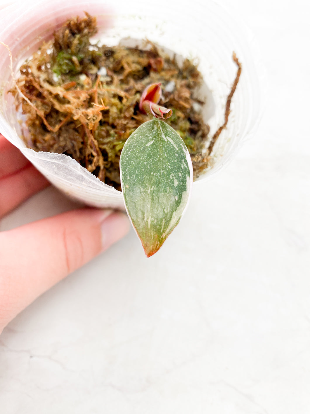 Philodendron Red Anderson 1 small leaf