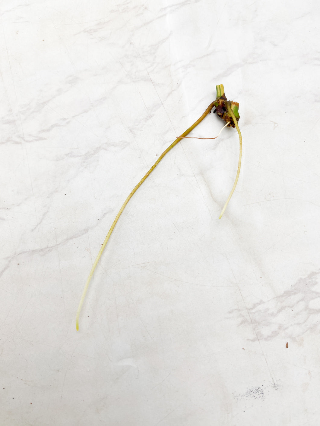 Philodendron Micans Variegated rooting double node