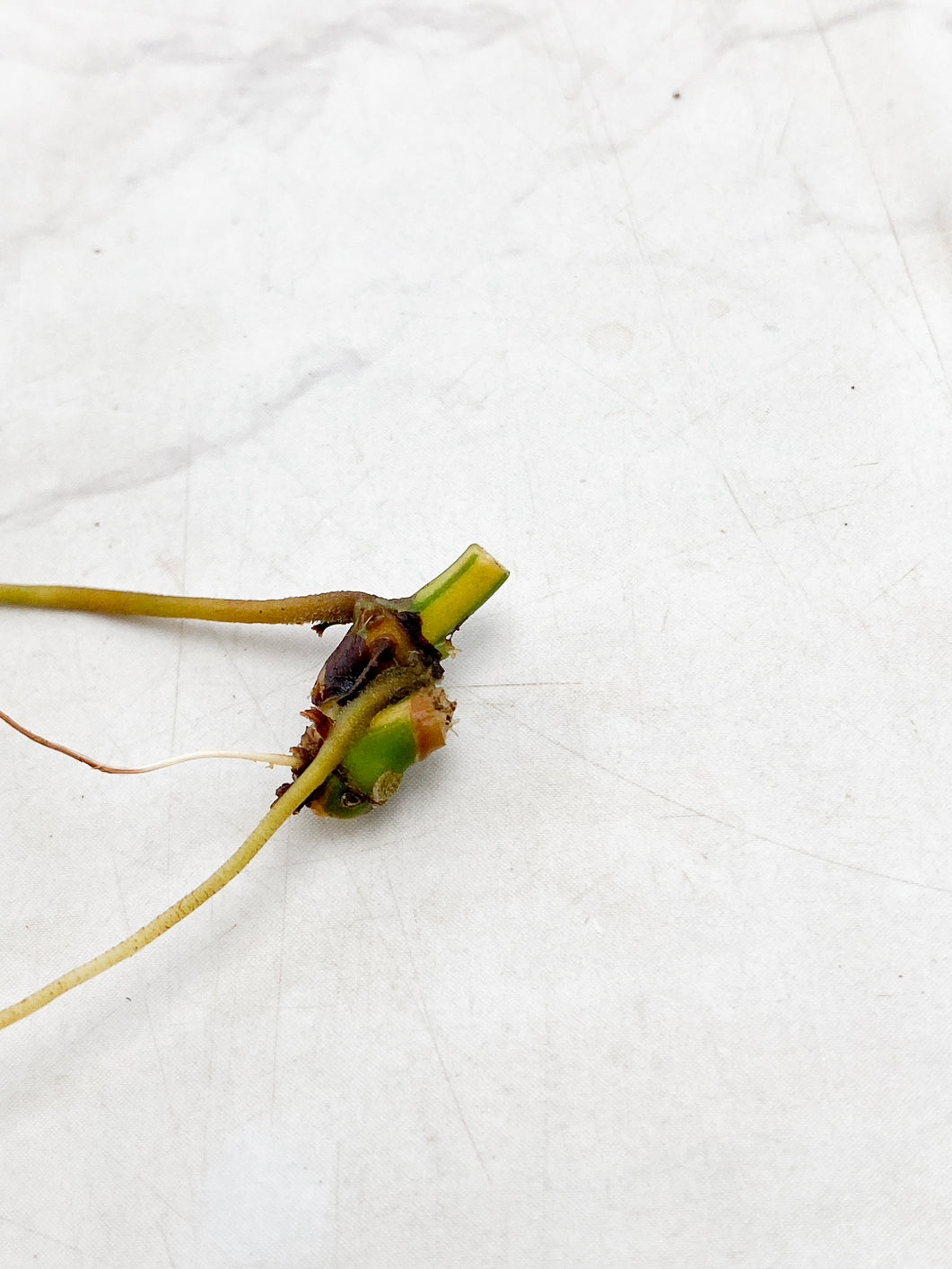 Philodendron Micans Variegated rooting double node