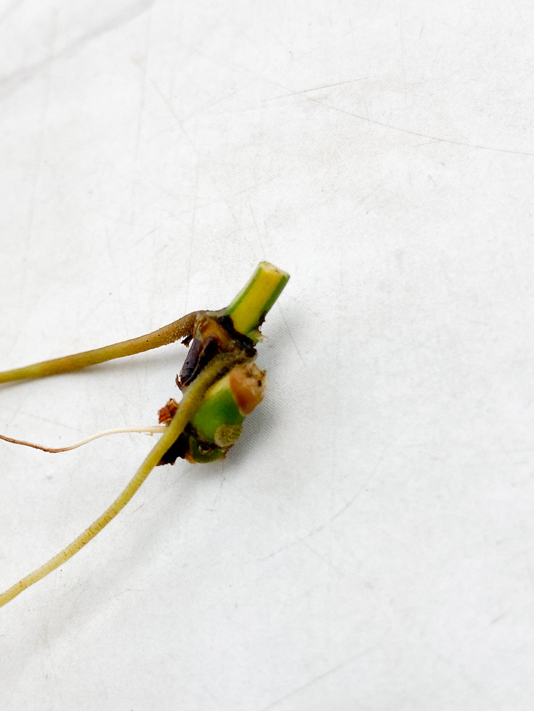 Philodendron Micans Variegated rooting double node