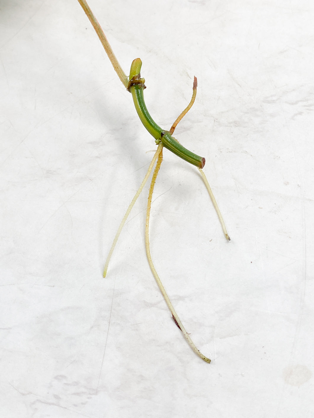Philodendron Micans Variegated 1 leaf half moon rooting
