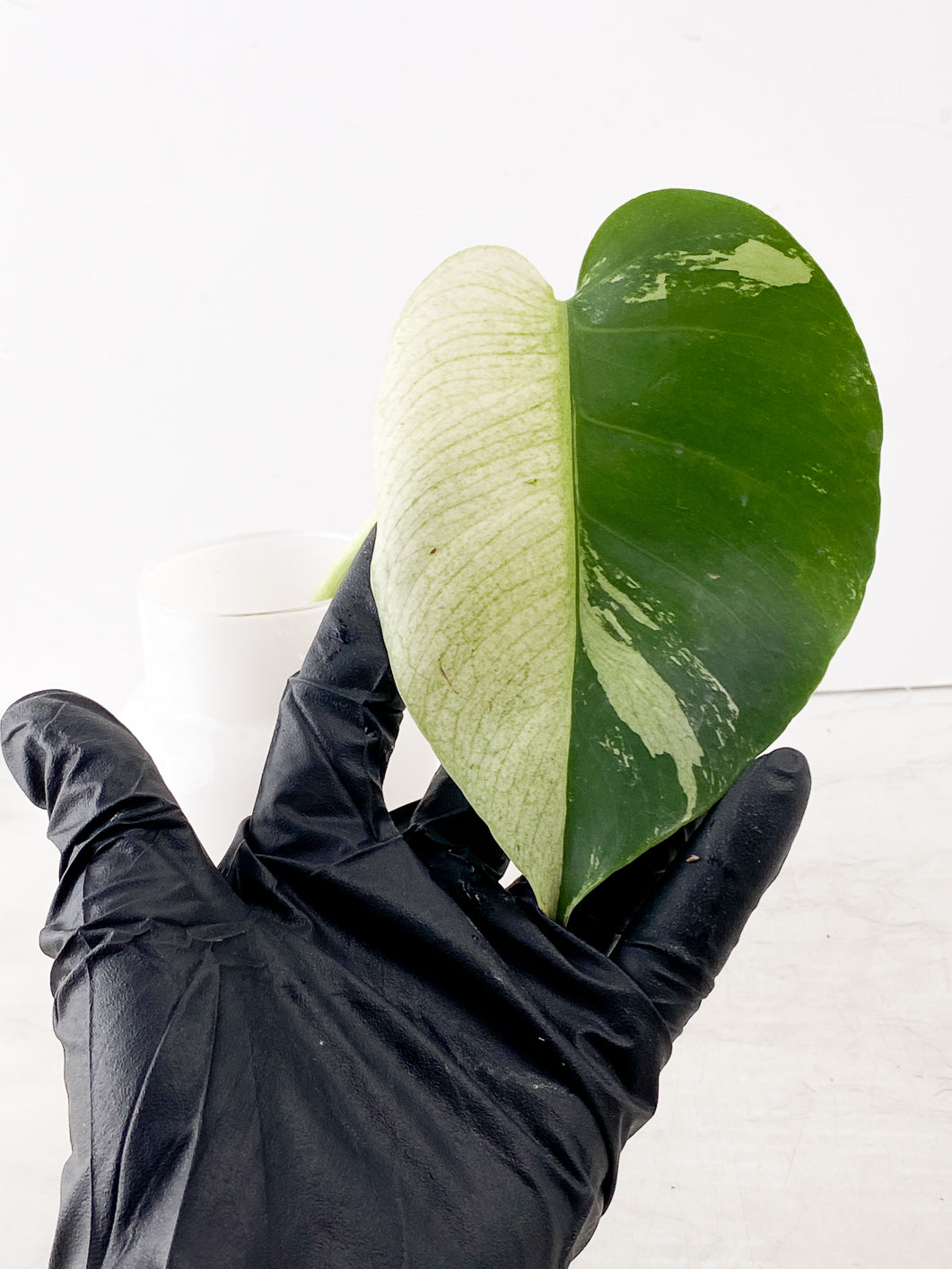Monstera Mint Noid 1 leaf slightly rooted top cutting