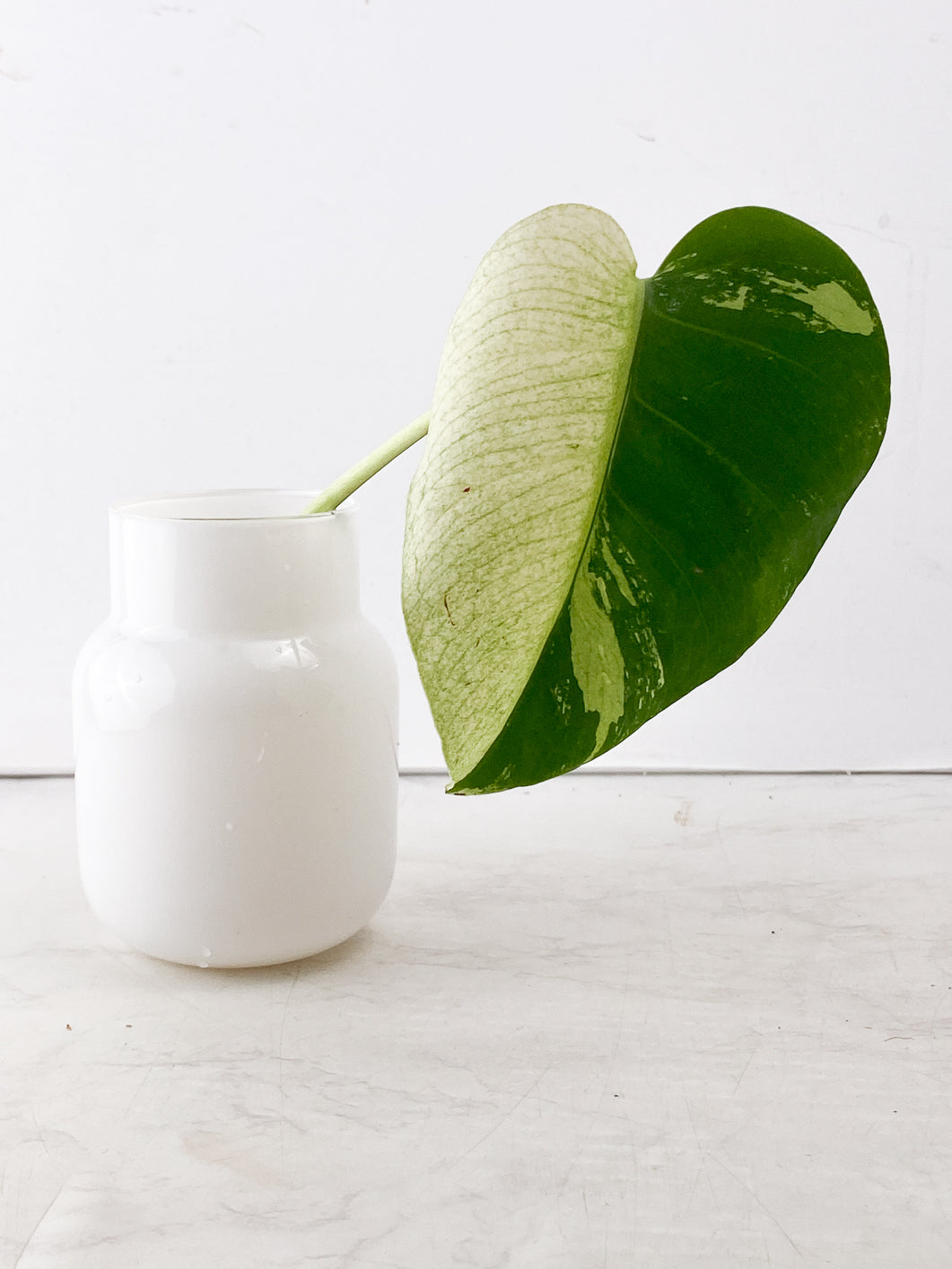 Monstera Mint Noid 1 leaf slightly rooted top cutting