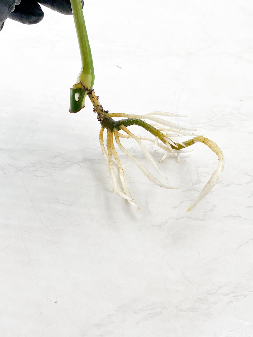 Monstera Mint Noid 1 leaf slightly rooted top cutting