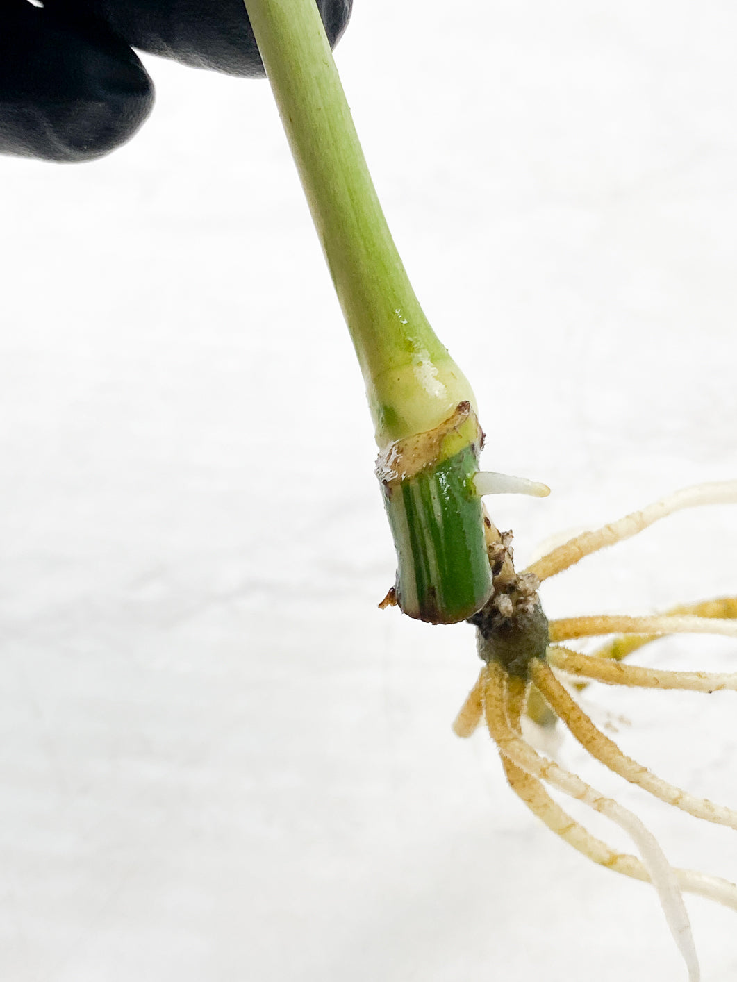 Monstera Mint Noid 1 leaf slightly rooted top cutting