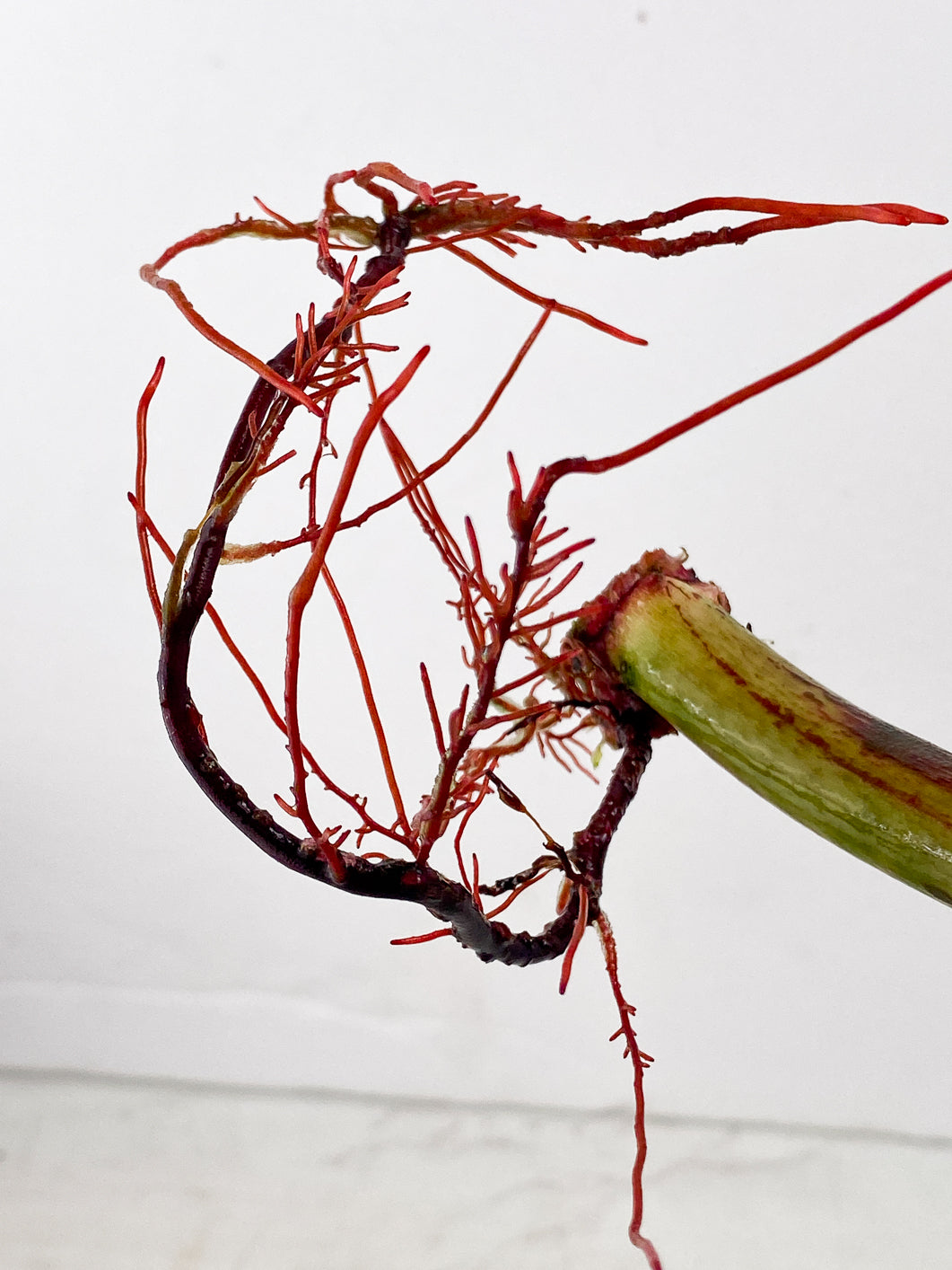 Philodendron Prince of Orange Variegated node with sprout