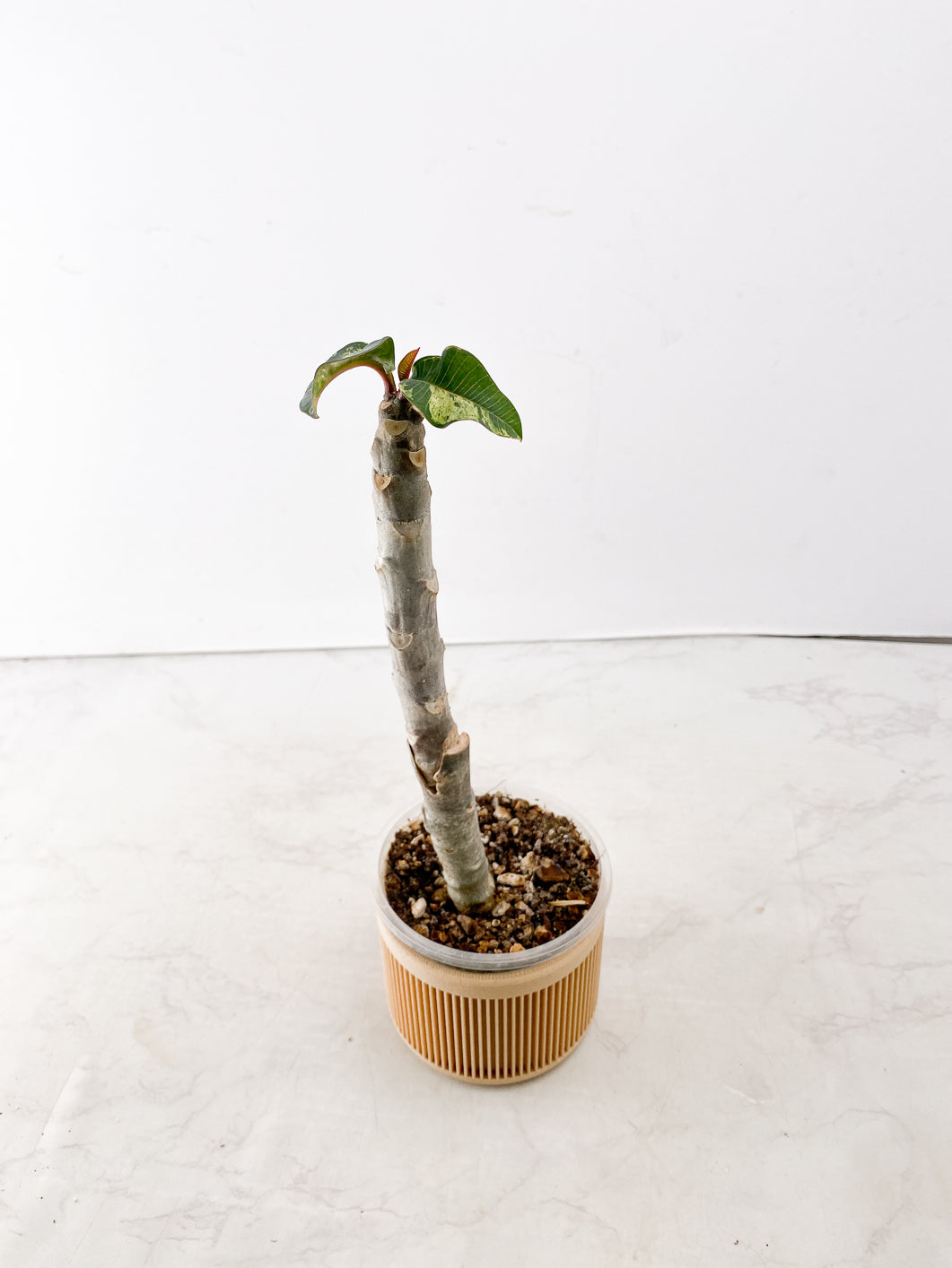 Plumeria Maya Variegated 3 leaves