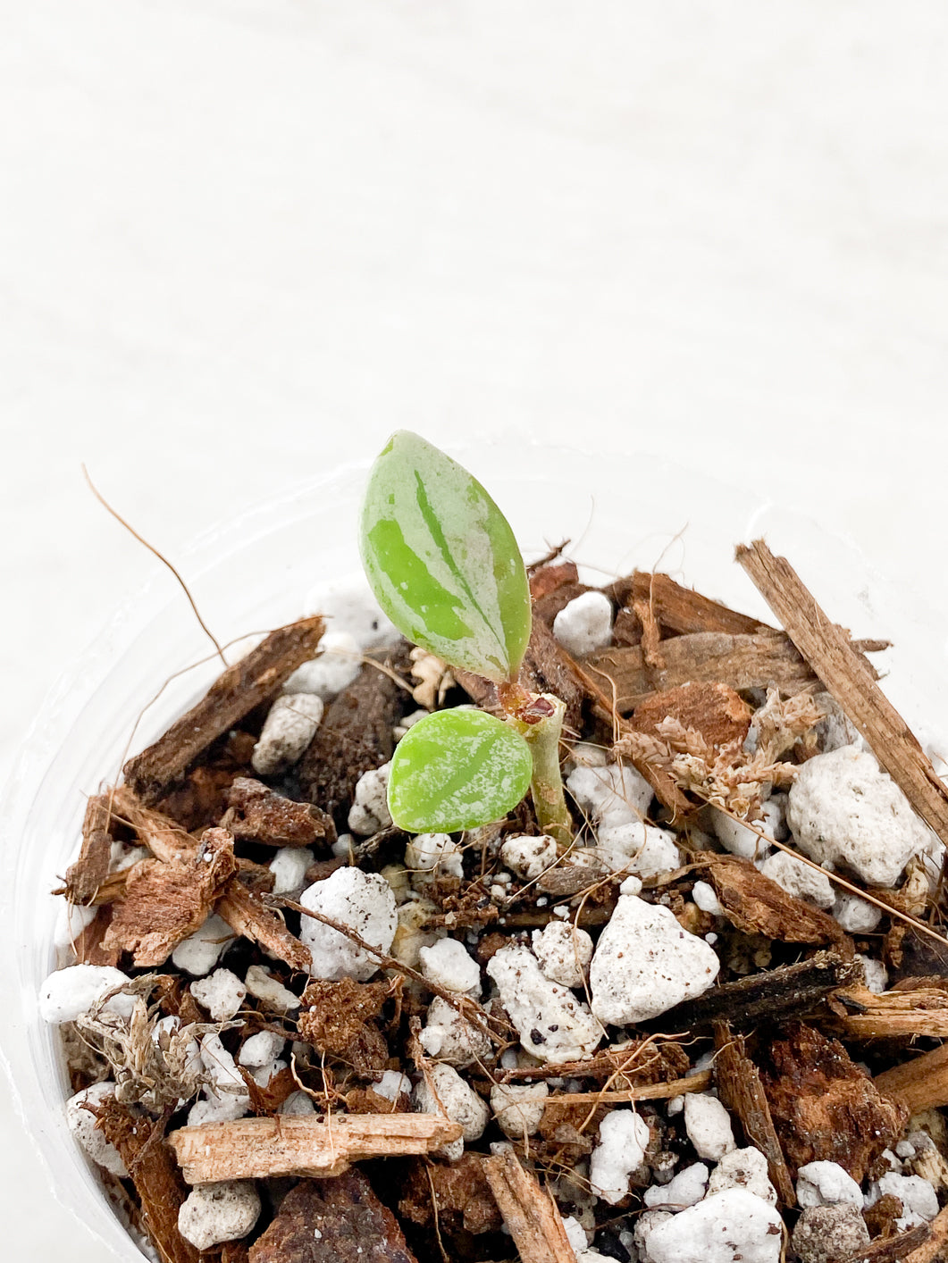 Do Not Purchase Unless Authorized: Hoya Carnosa Wilbur Graves