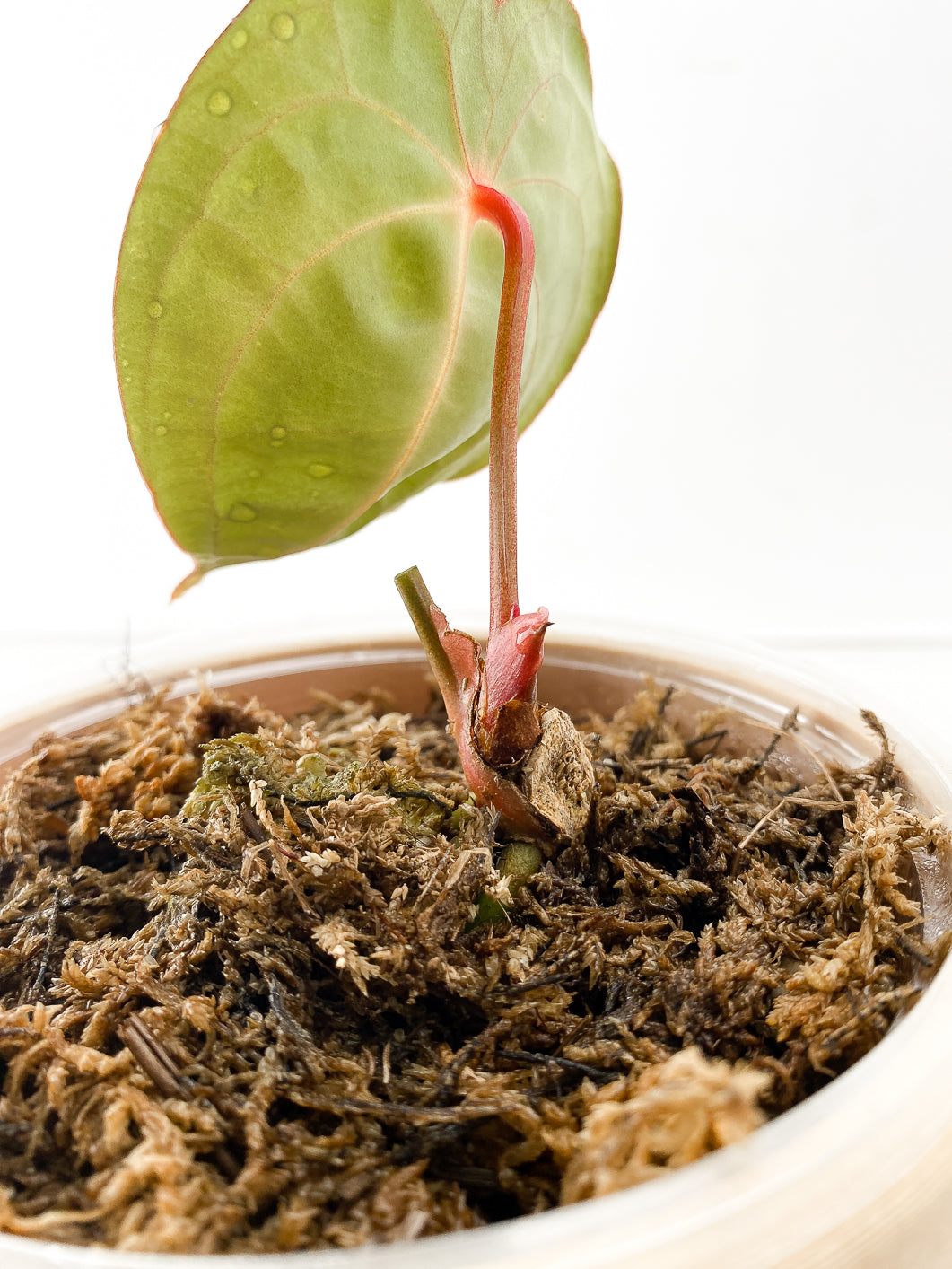 Anthurium Forgetii x Luxurians 1 leaf