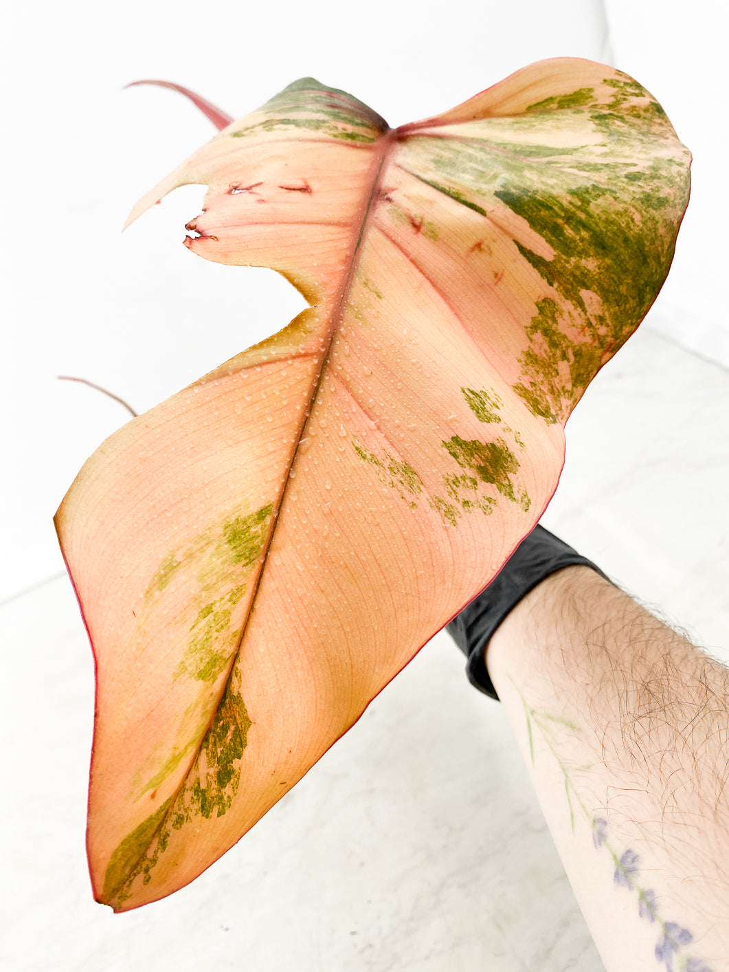 Philodendron Strawberry Shake 1 leaf 1 unfurling Top Cutting
