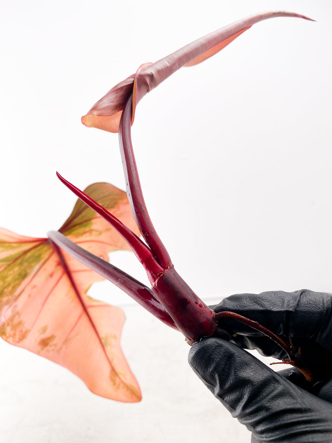 Philodendron Strawberry Shake 1 leaf 1 unfurling Top Cutting