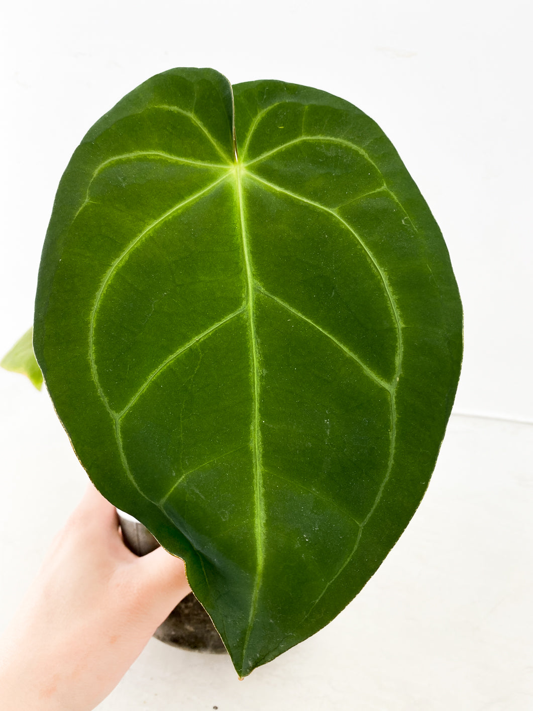 Anthurium Ace of Spades x Magnificum 2 leaves