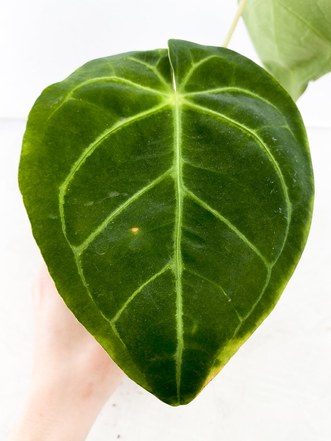 Anthurium Ace of Spades x Magnificum 2 leaves