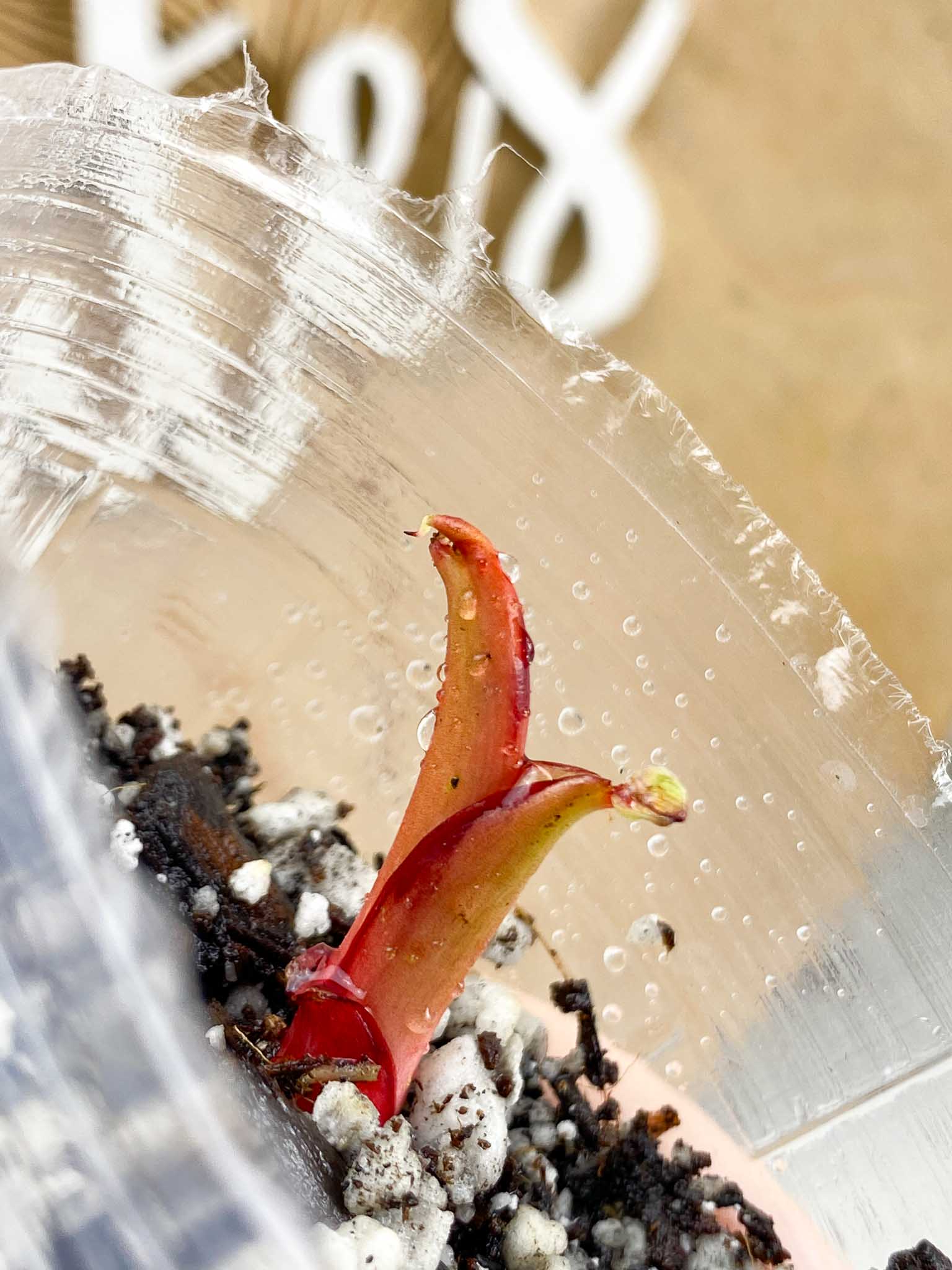 *Philodendron Red Moon Variegated 1 growing sprout Rooting