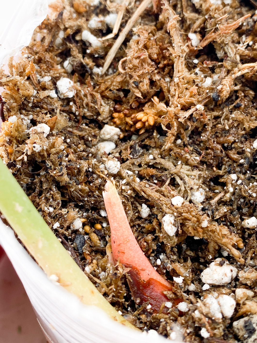 Anthurium Clarinervium x Pedatoradiatum Type 1 top sprout (leafless)