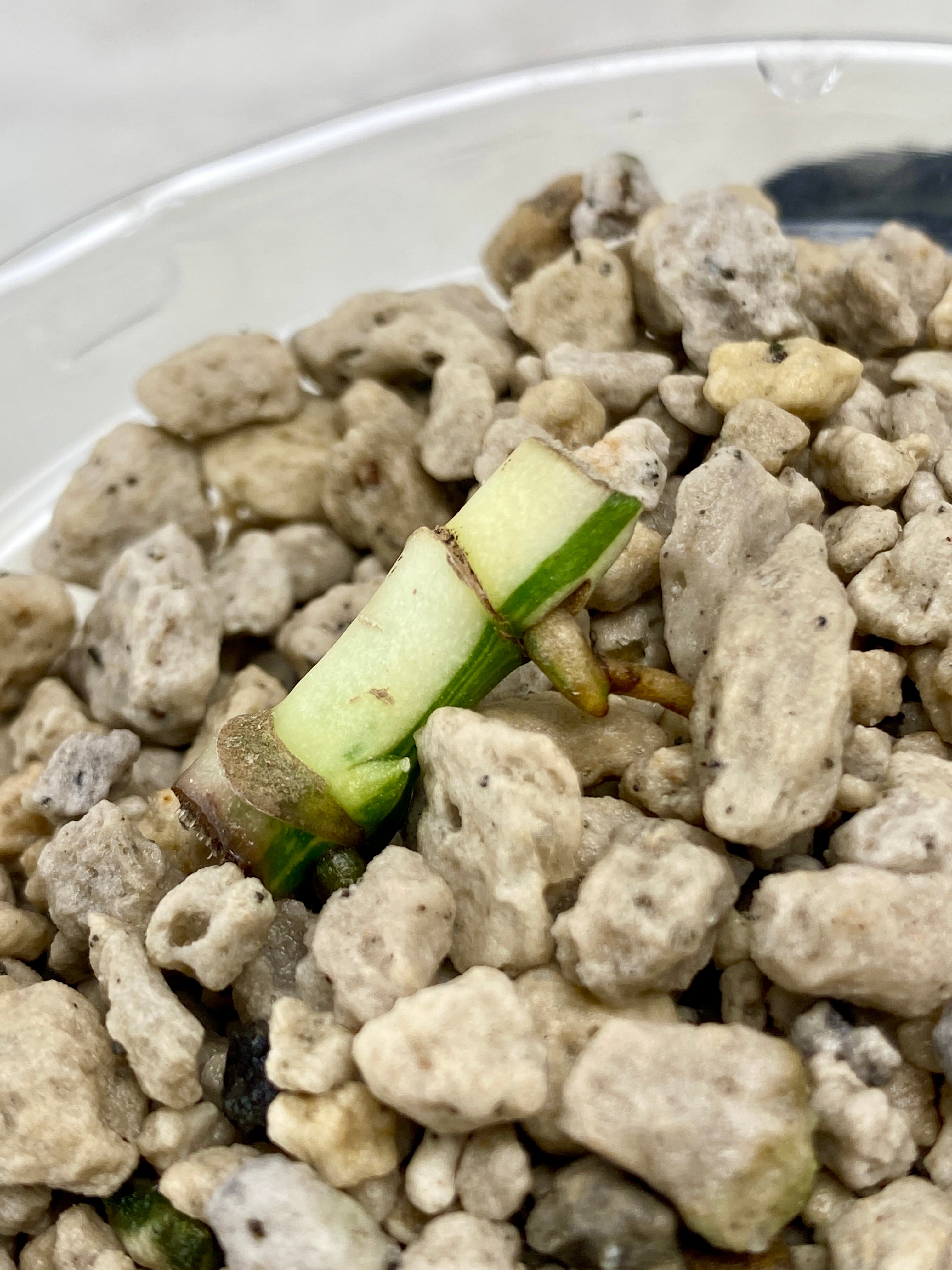 Add on only: Monstera Lechleriana Variegated node