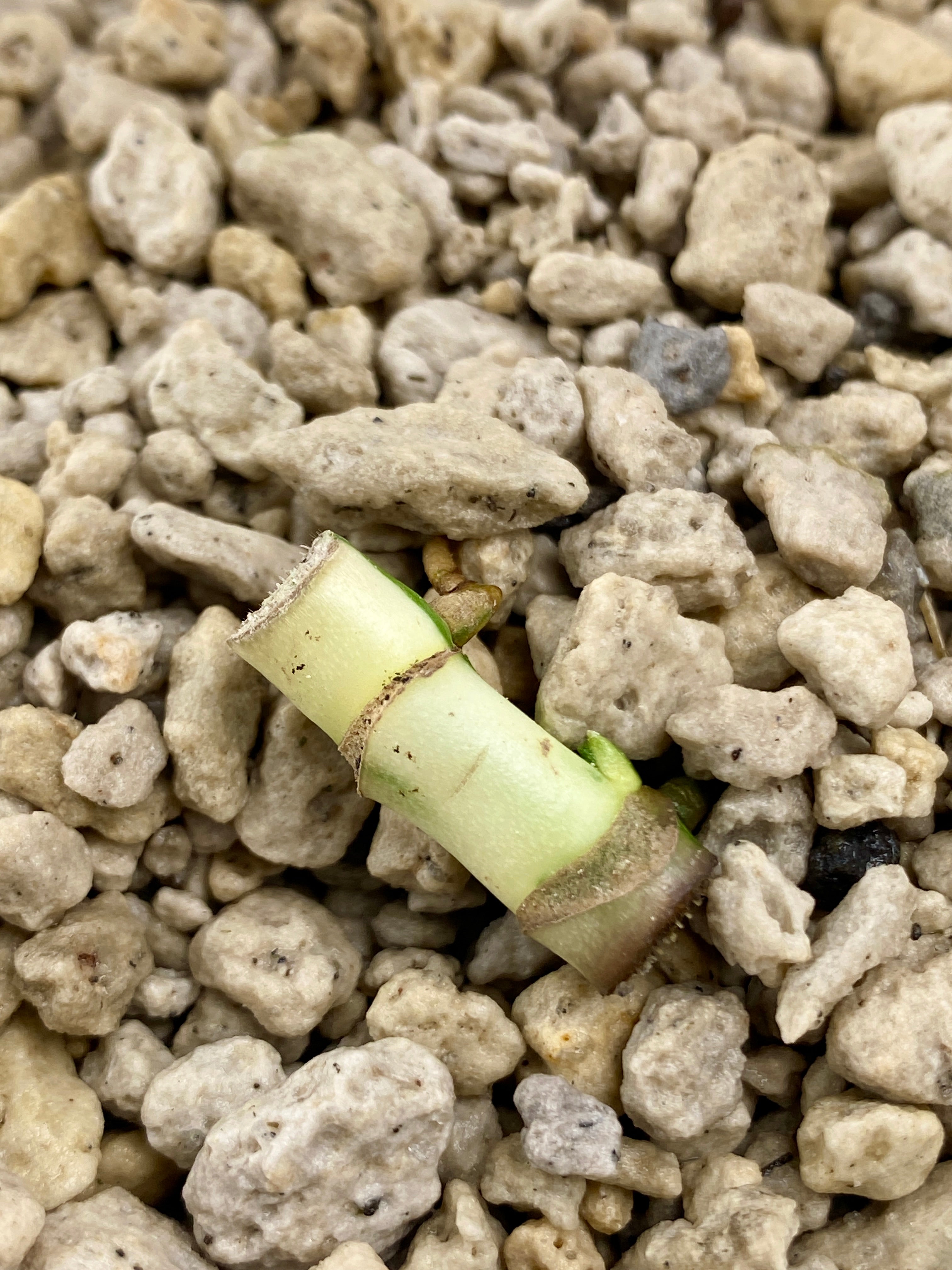 Add on only: Monstera Lechleriana Variegated node