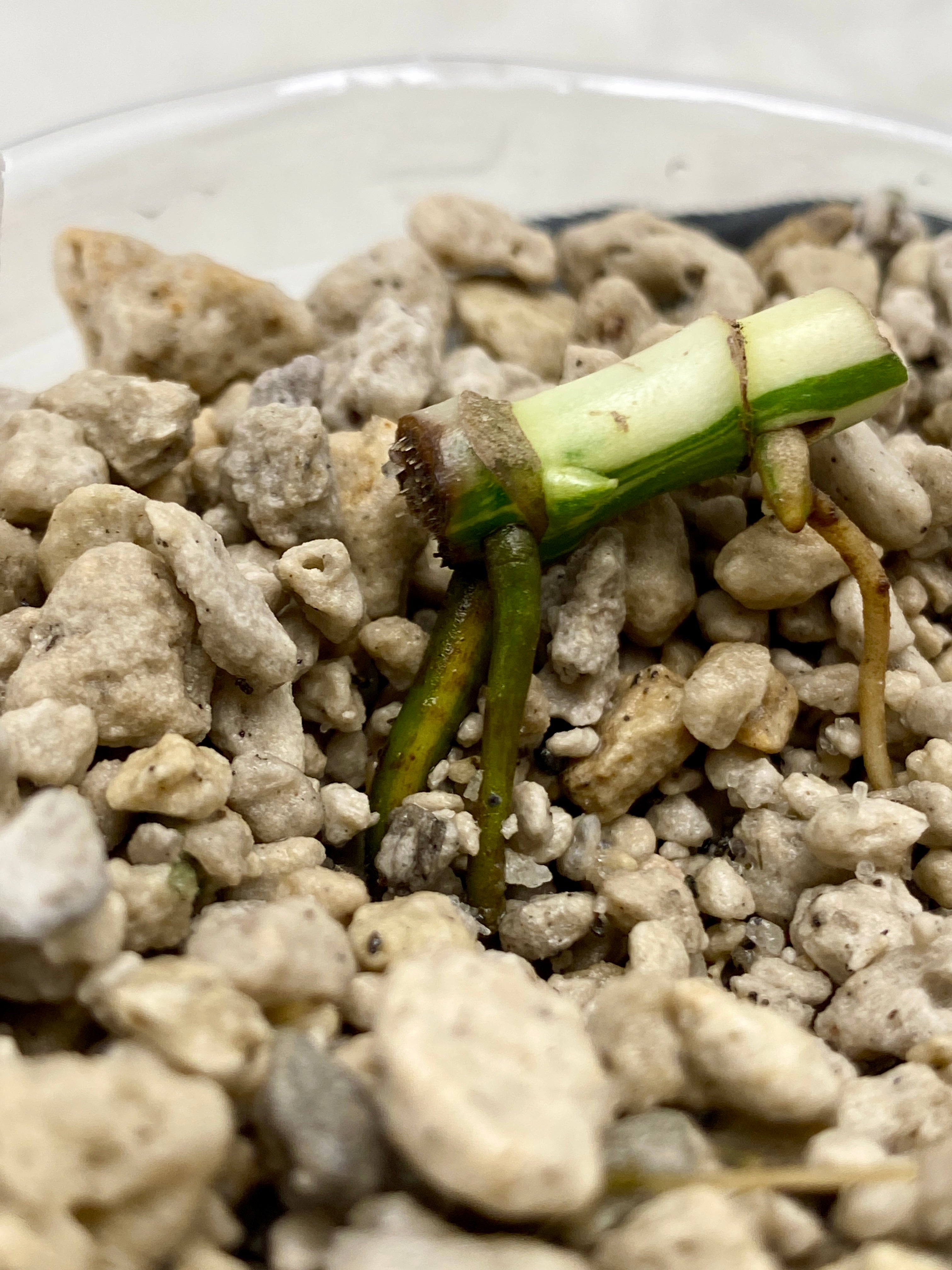 Add on only: Monstera Lechleriana Variegated node