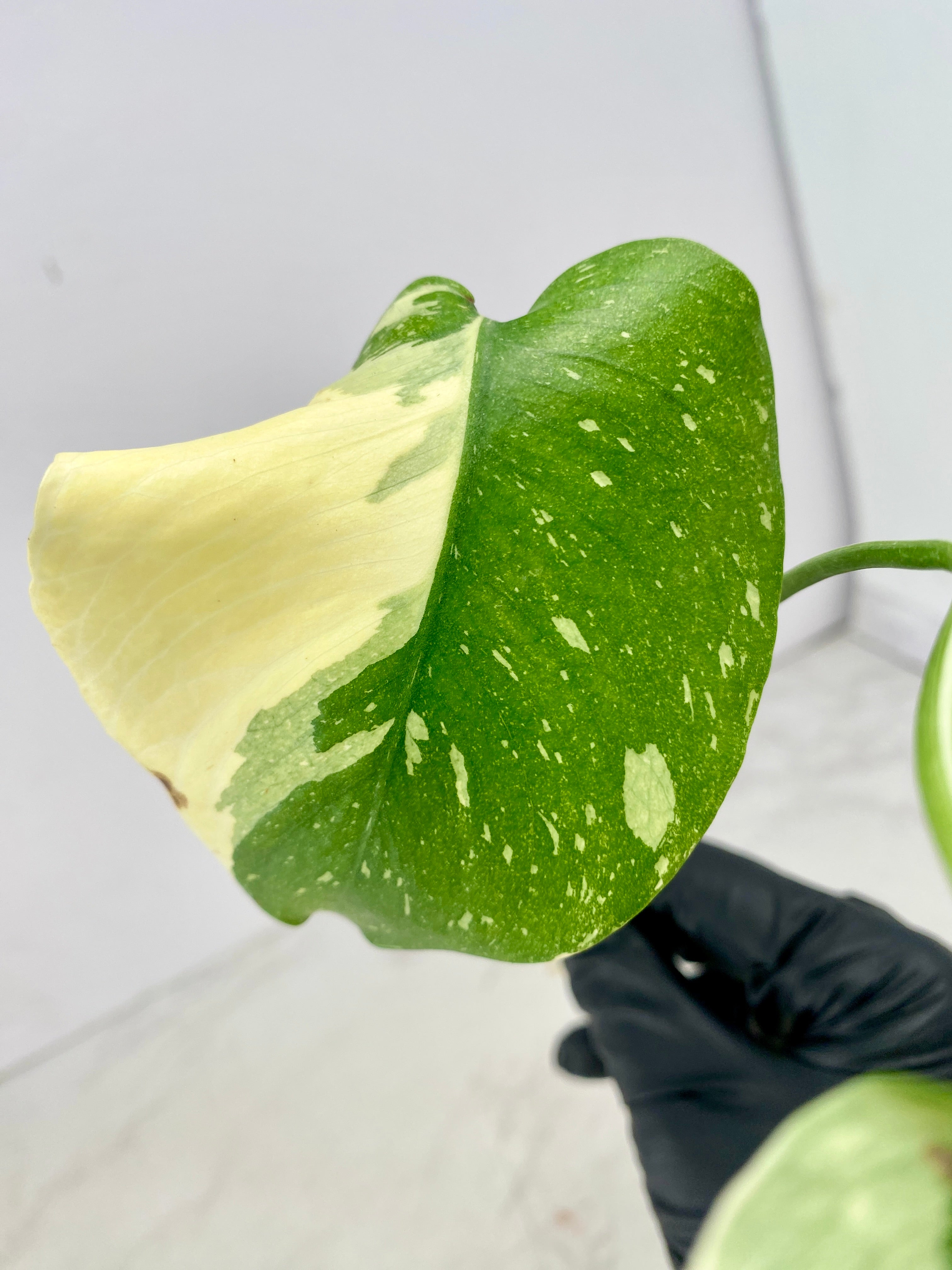 Monstera Thai Constellation 2 leaf top cutting