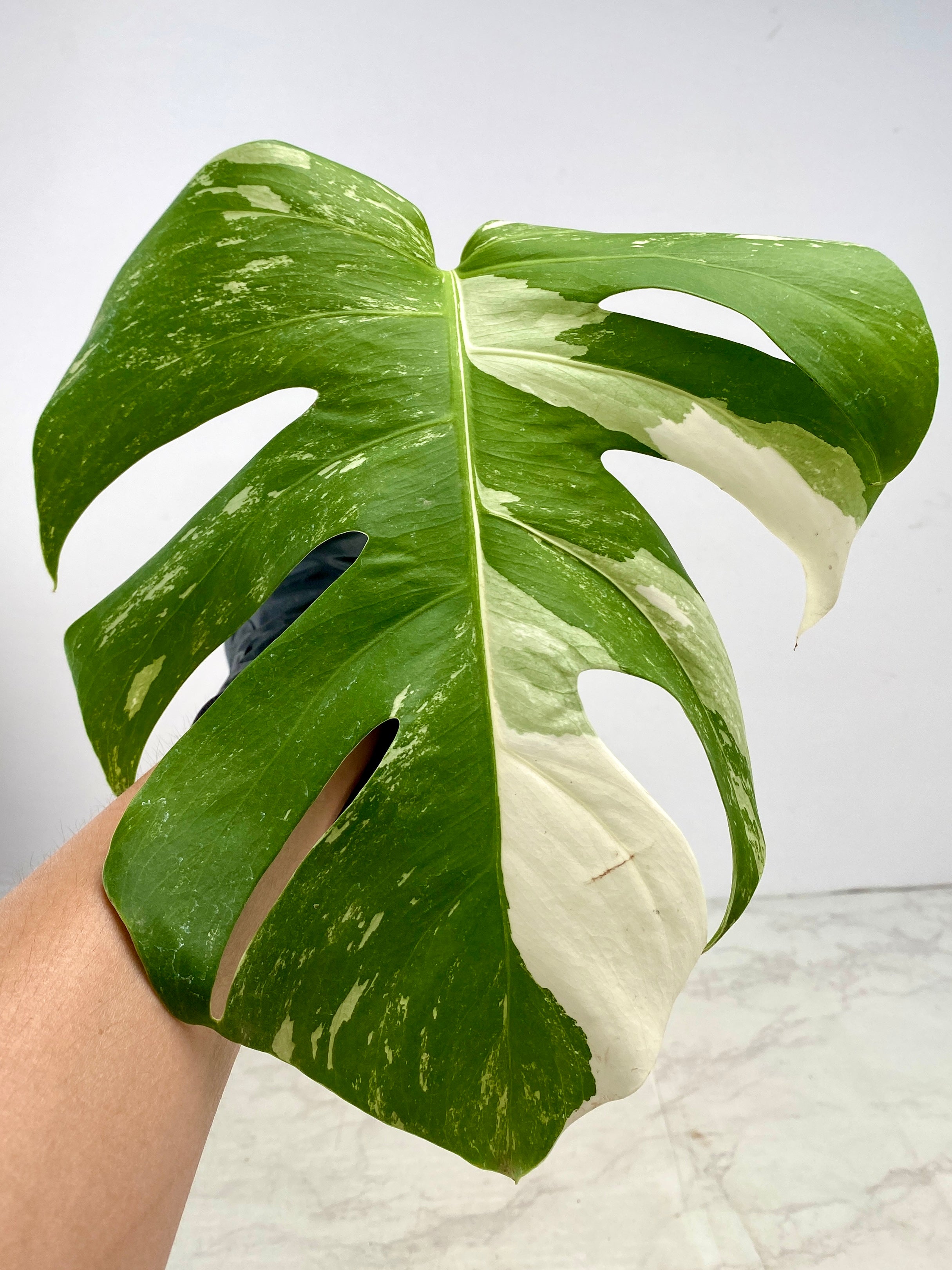 Monstera Albo White Tiger 1 leaf