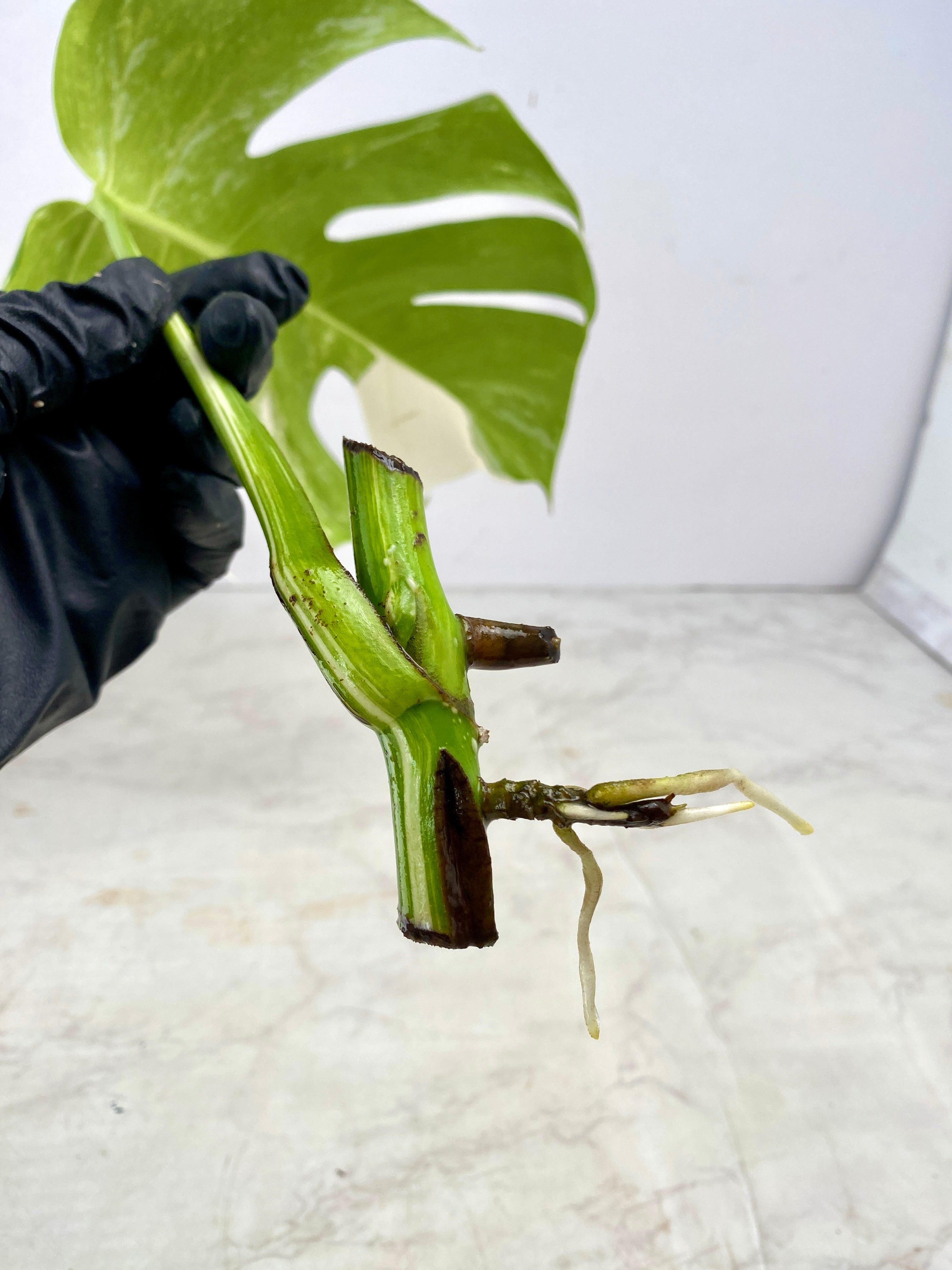 Monstera Albo White Tiger 1 leaf