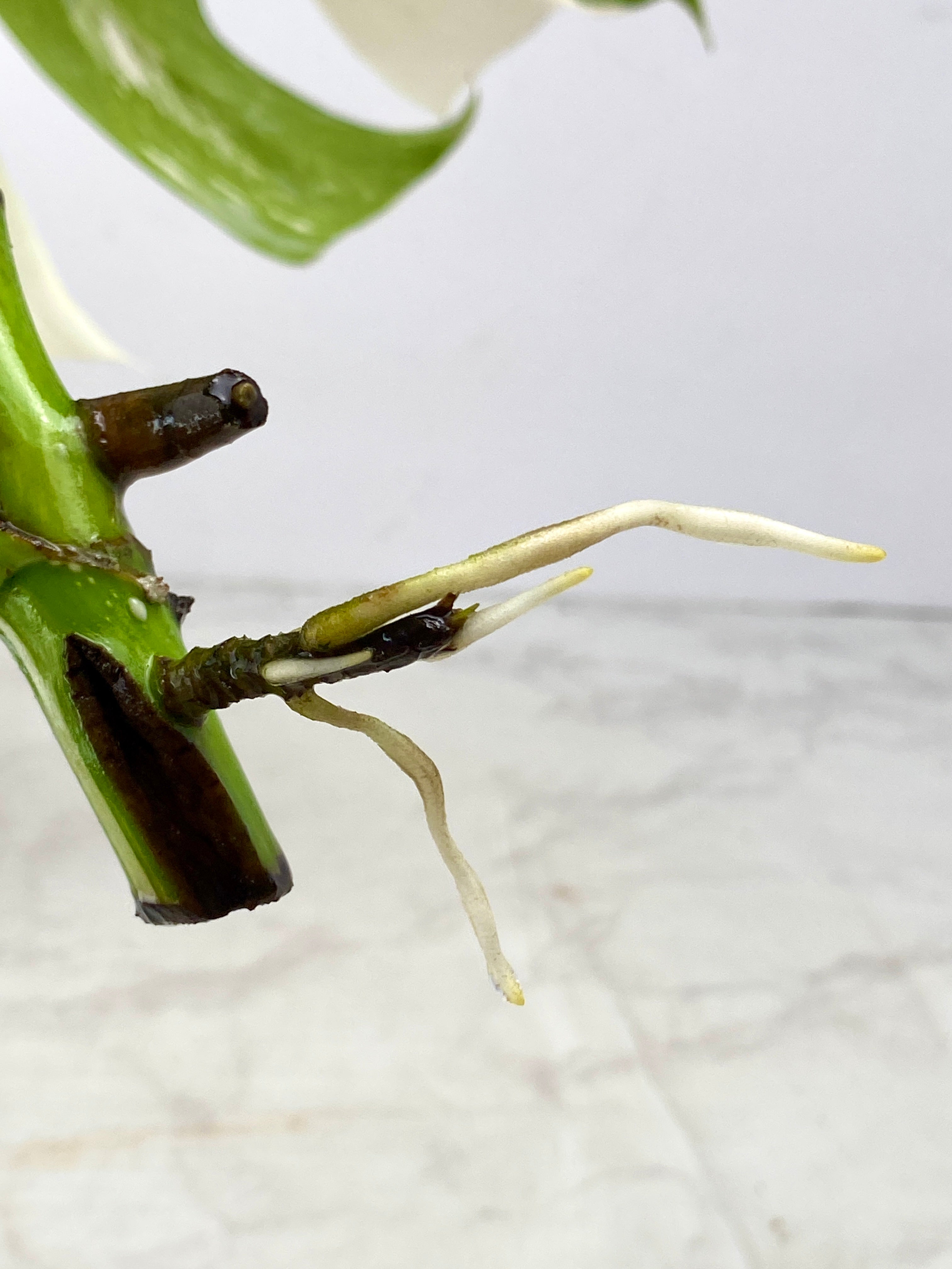 Monstera Albo White Tiger 1 leaf