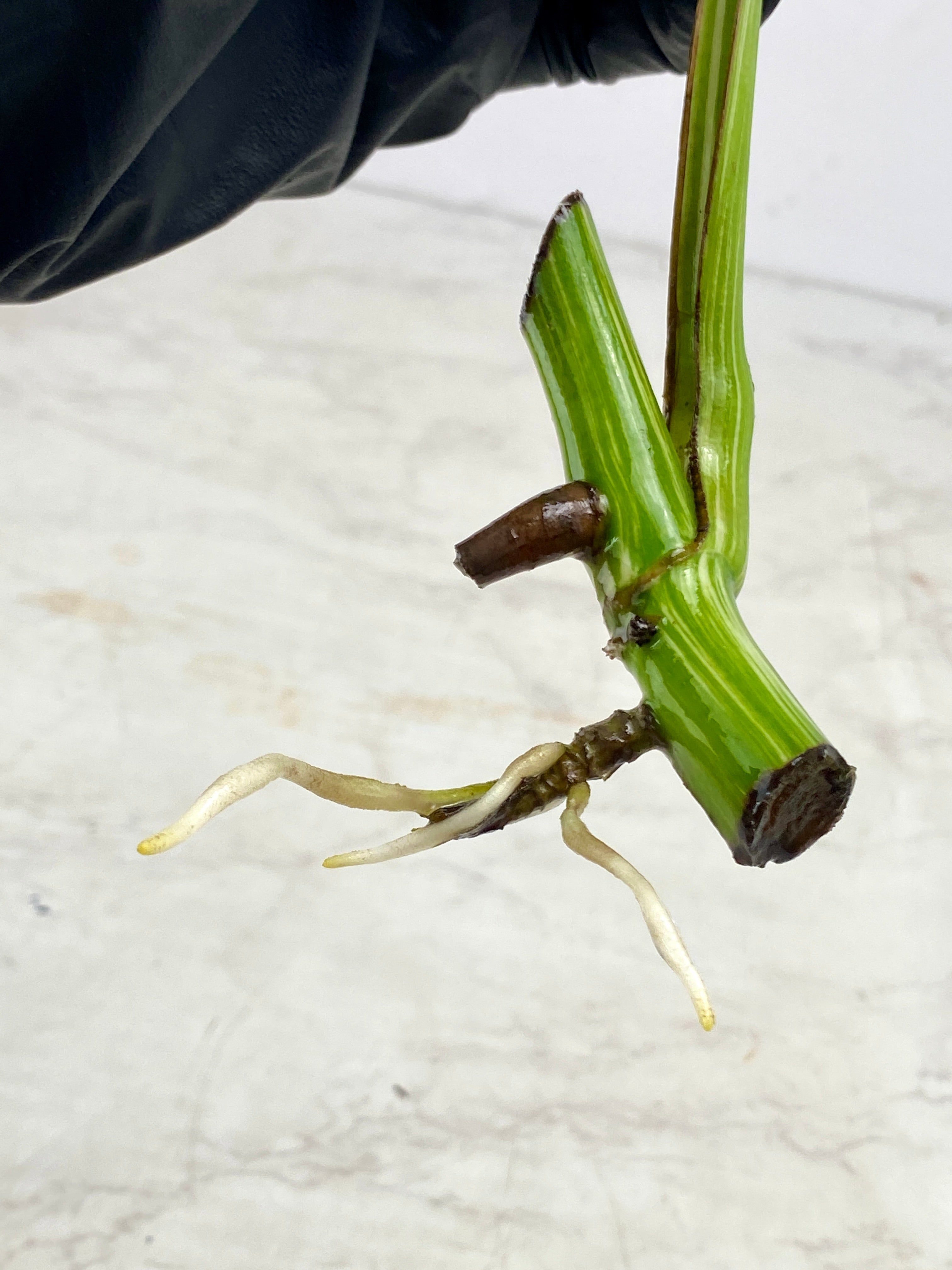 Monstera Albo White Tiger 1 leaf